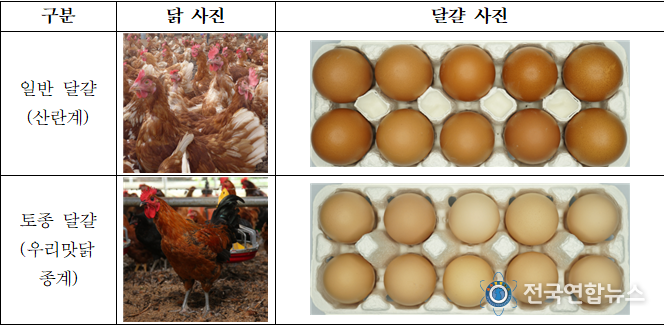 농촌진흥청, 토종닭이 낳은 달걀과 일반 달걀, 무엇이 다를까?