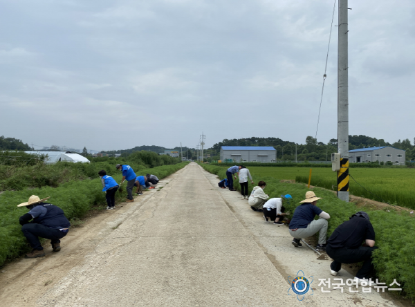 코스모스꽃길정비