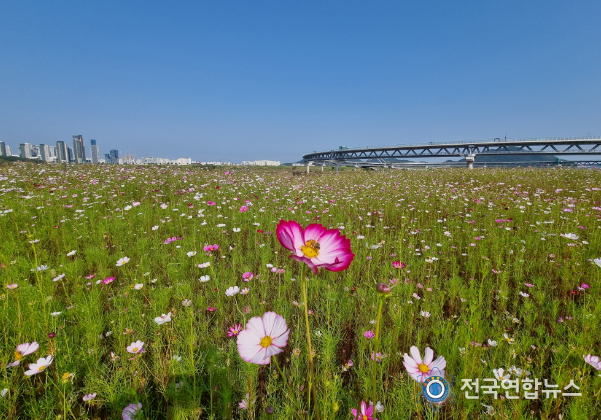 만개한 코스모스 보러 금강보행교로 오세요