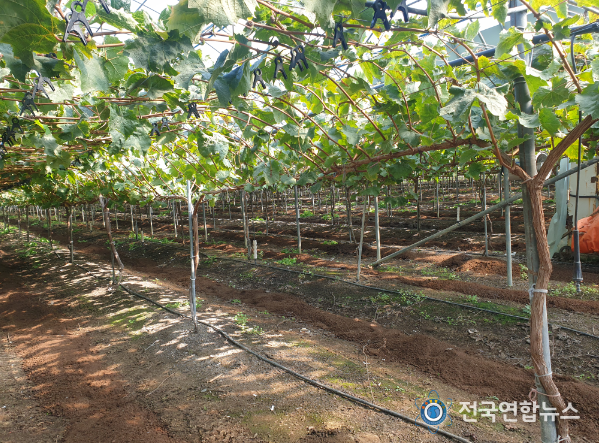 포도 수확 후 관리가 잘된 과원