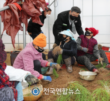 지난해 2월 원북면 마산리의 노인일자리 사업장(달래 수확)을 찾은 가세로 군수.