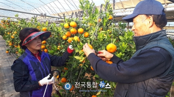 충남감귤농가